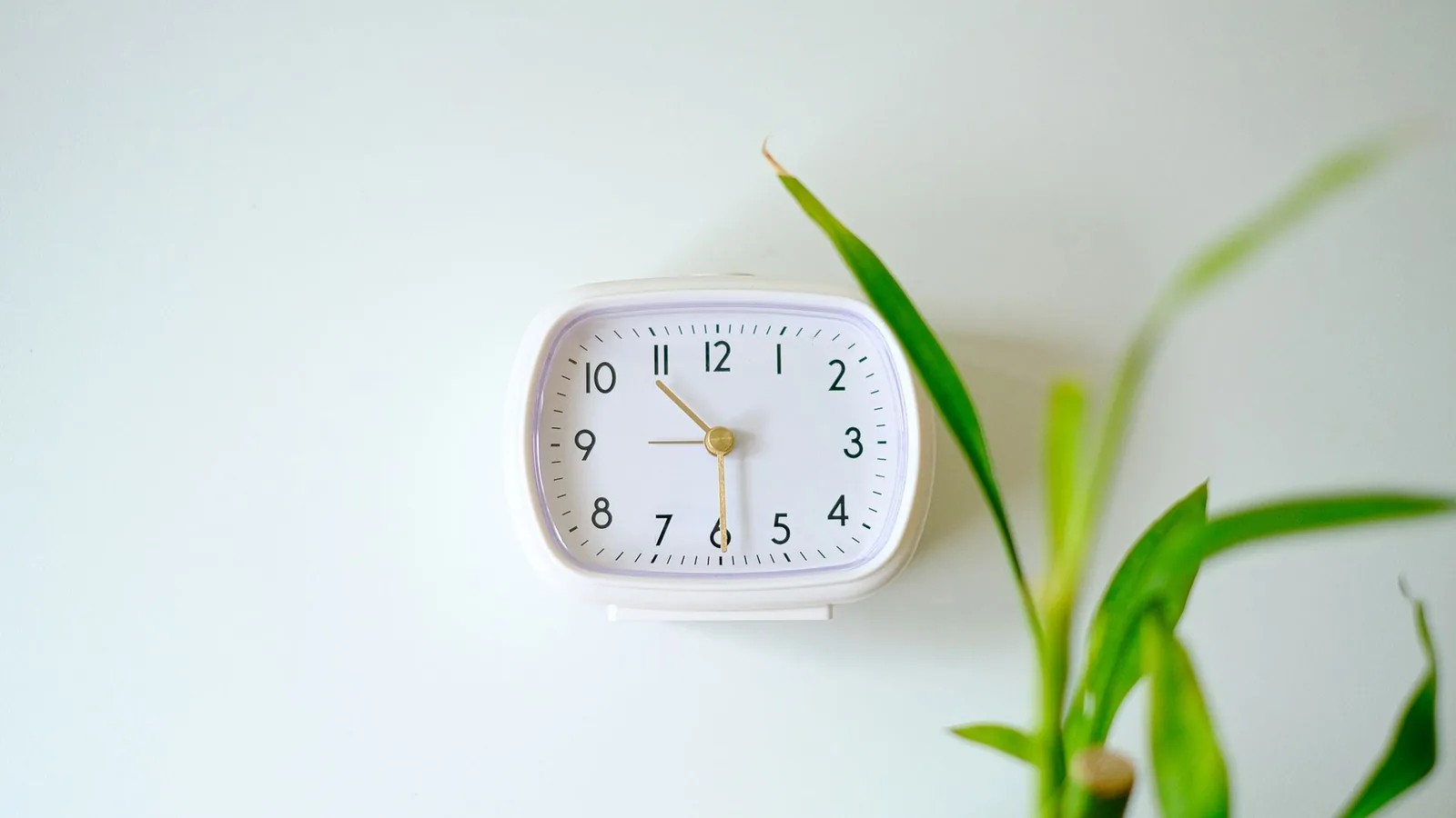 A white clock on a plain pale wall beside the green leaves of a plant